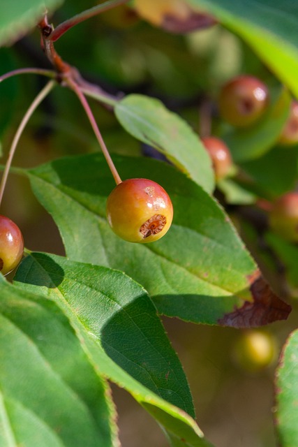 的大规模矿 的大规模矿